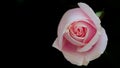 Beautiful pink rose closeup Royalty Free Stock Photo