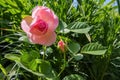 Beautiful pink rose closeup. Pink roses on green background.