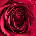 Beautiful pink rose closeup Royalty Free Stock Photo