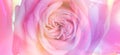 Beautiful pink rose, closeup view. Banner design Royalty Free Stock Photo