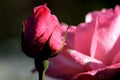 Beautiful pink rose covered with dew drops in a summer garden Royalty Free Stock Photo