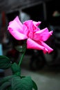 Beautiful pink rose on dark background Royalty Free Stock Photo