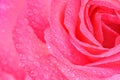 Beautiful Pink Rose with Dew Drops Royalty Free Stock Photo