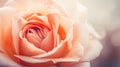 Beautiful pink rose with dew drops on petals close up Royalty Free Stock Photo