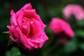 Beautiful pink rose with drops of dew after rain against the background of a green garden Royalty Free Stock Photo