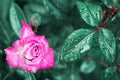 Beautiful pink rose with drops of dew and rain on the background of fantastic green leaves. Magic Garden. Royalty Free Stock Photo