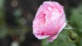 Beautiful pink rose with drops after rain in the garden. Royalty Free Stock Photo