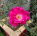 Beautiful pink rose flower blooming in branch of green leaves plant in garden, closeup of petals and pollens, nature wallpaper