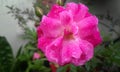 Beautiful pink rose flower blooming in branch of green leaves plant growing in garden, nature photography, gardening background Royalty Free Stock Photo