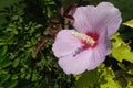 Beautiful purple hibiscus flower blooming in branch of green leaves plant growing in garden, nature photography, closeup of pollen Royalty Free Stock Photo