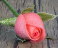 Beautiful Pink rose flower blooming