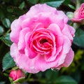 Beautiful pink rose flower blooming in the garden Royalty Free Stock Photo