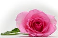 Beautiful Pink Rose Flower Blossom Bud On White Background