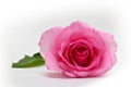 Beautiful Pink Rose Flower Blossom Bud Isolated On White Background