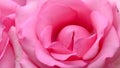 Beautiful pink rose flower blossom, concept image of sexual orgasm