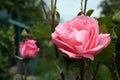 Beautiful pink rose flower with dew drops in garden, closeup. Space for text Royalty Free Stock Photo