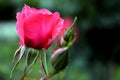 Beautiful pink rose flower