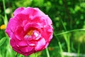 Beautiful pink rose flower on green background Royalty Free Stock Photo