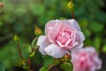 Beautiful pink garden rose flower on a green blurred background Royalty Free Stock Photo