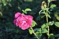 Beautiful Pink Rose Flower Green Leaf Romantic Nature Blossom Garden Still Life Morning Dew Flora