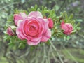 Beautiful pink rose flower on green nature background, vintage color tone Royalty Free Stock Photo