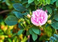 Beautiful pink rose flower growing in a garden. Closeup of bright geranium perennial flowering plants contrasting in a