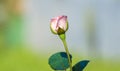 Beautiful pink rose flower isolated against the soft colorful bokeh background, dewdrops on the flower petals. Copy space for Royalty Free Stock Photo