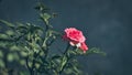 Beautiful Pink rose flower isolated in the garden close-up Royalty Free Stock Photo