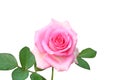 Beautiful pink rose flower isolated on white background Royalty Free Stock Photo