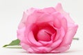 Beautiful pink rose flower isolated on white background, concept image of couple sexual Royalty Free Stock Photo