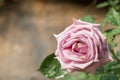 Beautiful pink rose flower. natural color background. valentine`s day