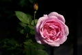 Beautiful pink rose flower in outdoor garden ,dark background