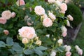 Beautiful pink rose flower Pastella. Blooming Floribunda Rose. Hybrid tea roses