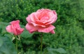 Beautiful Pink Rose Flower Queen Elizabeth With Bud In Natural Sunlight On Evergreen Background