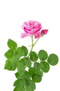 Beautiful pink rose flower on stalk with green leaves isolated on white background Royalty Free Stock Photo