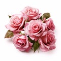 Beautiful pink rose flowers arrangement isolated Royalty Free Stock Photo