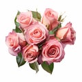 Beautiful pink rose flowers arrangement isolated Royalty Free Stock Photo