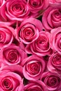 Free image of Beautiful vibrant pink rose