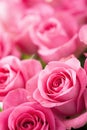 Beautiful pink rose flowers background Royalty Free Stock Photo