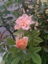 Beautiful pink rose flowers blooming in branch of green leaves plant growing in garden outdoors, nature photography Royalty Free Stock Photo