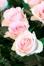 Beautiful pink rose flowers blooming in the garden. Pink rose flower bloom on a background of blurry pink roses in a roses garden Royalty Free Stock Photo