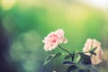Beautiful pink rose flowers blooming with green blur background. Royalty Free Stock Photo
