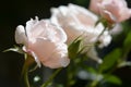 Beautiful pink rose flowers blooming outdoors, closeup. Space for text Royalty Free Stock Photo