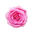 Beautiful pink rose flowers blooming with water drops patterns isolated on white background , wet top view clipping path Royalty Free Stock Photo