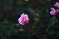 Beautiful pink rose flowers at dusk Royalty Free Stock Photo