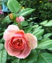 Cool Beautiful pink rose in a garden