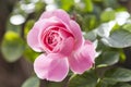 Beautiful pink rose Royalty Free Stock Photo