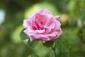 Beautiful pink rose in the garden close-up view with soft light petals. Nature care gardening