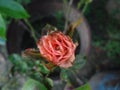 Orange rose in garden in daylight with selective focus Royalty Free Stock Photo