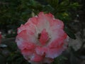 Pink rose in garden in daylight with green selective background Royalty Free Stock Photo